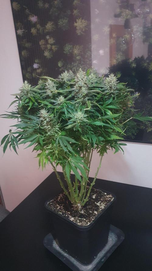 Jelly Donutz Auto Humboldt. Week 12
