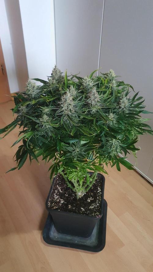 Jelly Donutz Auto Humboldt. Week 12