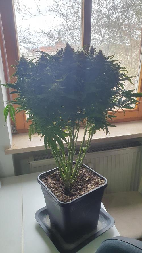 Jelly Donutz Auto Humboldt. Week 12