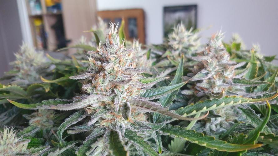 Jelly Donutz Auto Humboldt. Week 12