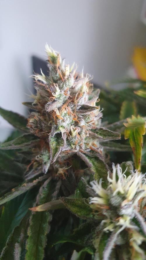 Jelly Donutz Auto Humboldt. Week 12