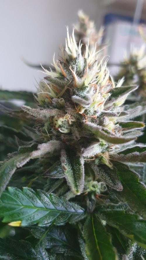 Jelly Donutz Auto Humboldt. Week 12