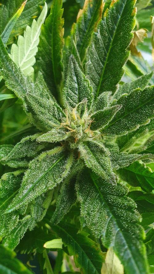Jelly Donutz Auto Humboldt. Week 12