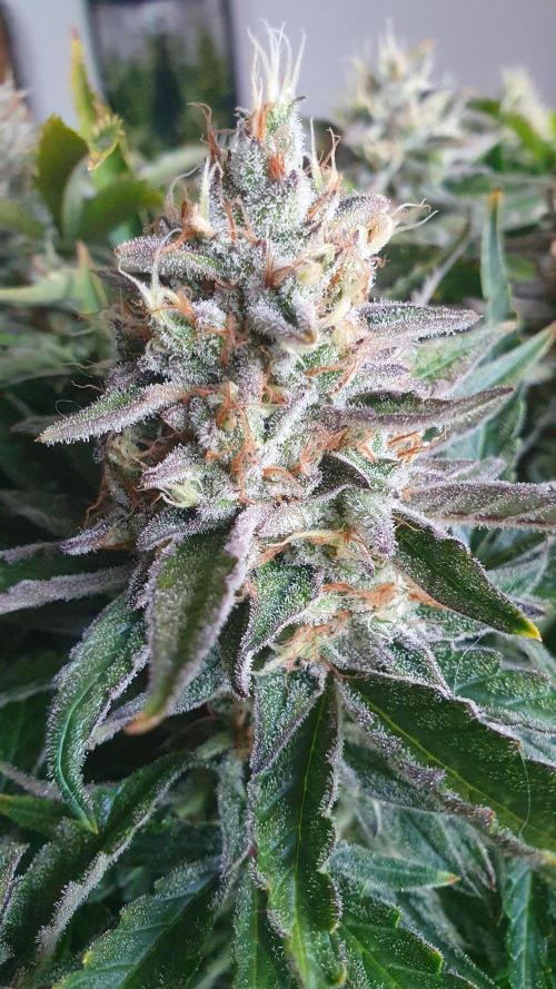 Jelly Donutz Auto Humboldt. Week 12