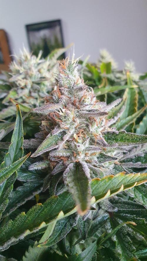 Jelly Donutz Auto Humboldt. Week 12