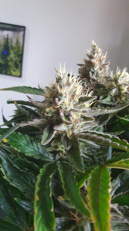 Jelly Donutz Auto Humboldt. Week 12