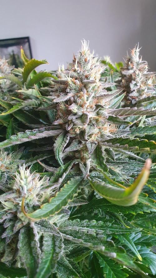 Jelly Donutz Auto Humboldt. Week 12