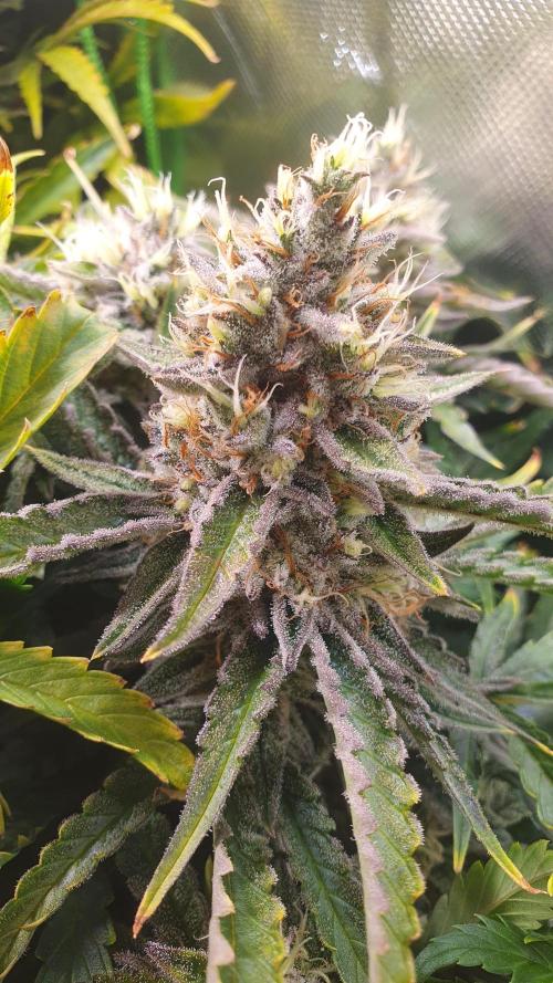 Jelly Donutz Auto Humboldt. Week 12