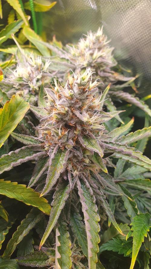 Jelly Donutz Auto Humboldt. Week 12