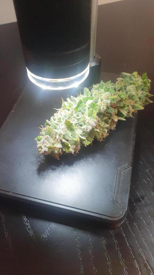 Tropicana Cookies Auto Zamnesia. Week 12