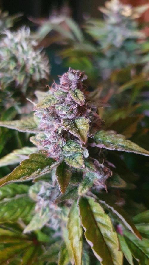 Tropicana Cookies Auto Zamnesia. Week 12