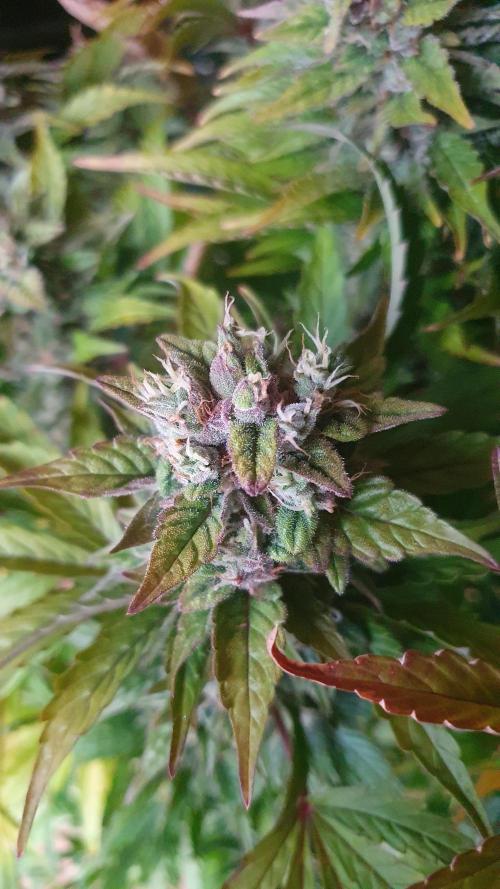 Tropicana Cookies Auto Zamnesia. Week 12