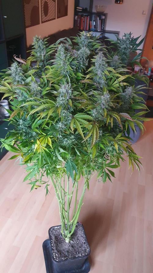Tropicana Cookies Auto Zamnesia. Week 12