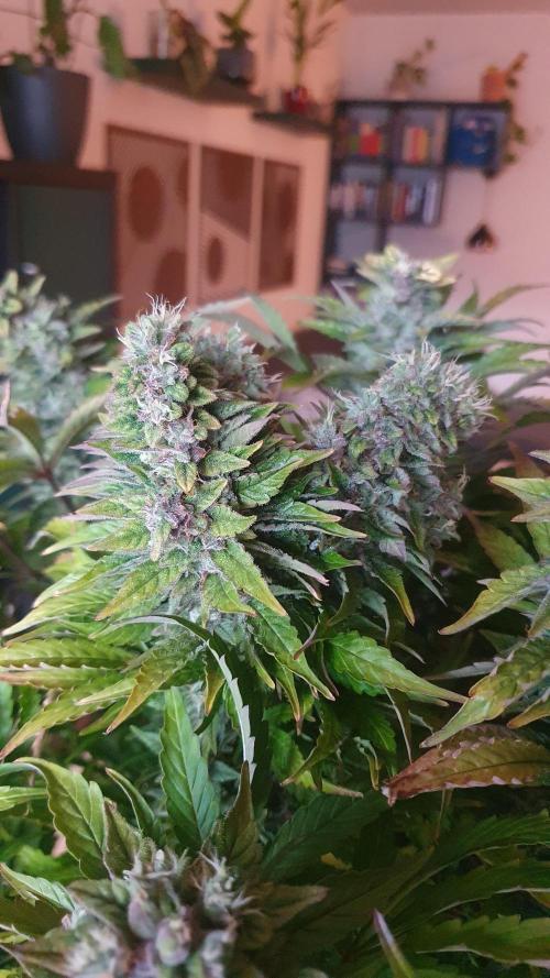 Tropicana Cookies Auto Zamnesia. Week 12