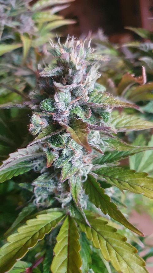 Tropicana Cookies Auto Zamnesia. Week 12