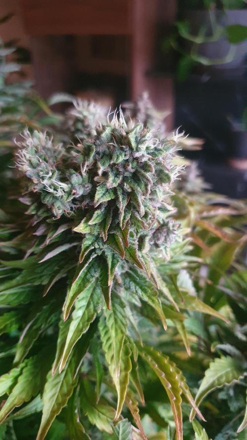 Tropicana Cookies Auto Zamnesia. Week 12