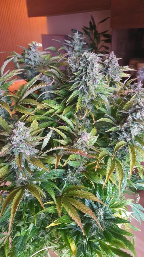 Tropicana Cookies Auto Zamnesia. Week 12