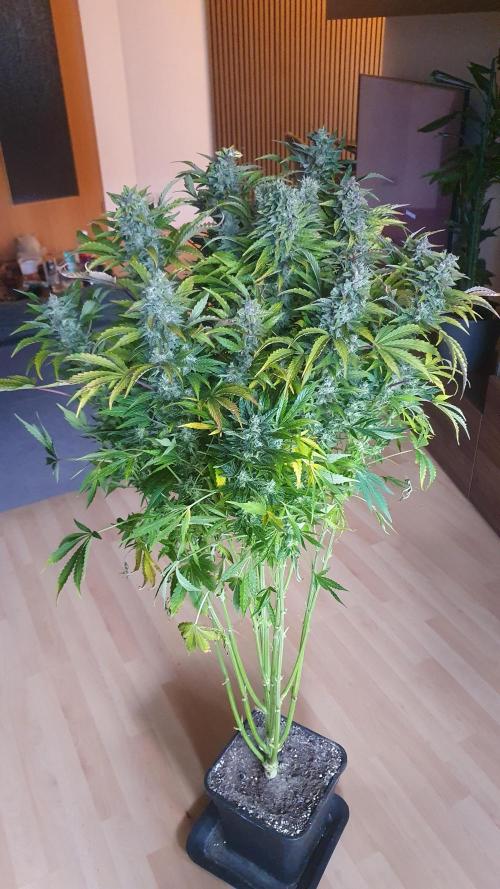 Tropicana Cookies Auto Zamnesia. Week 12