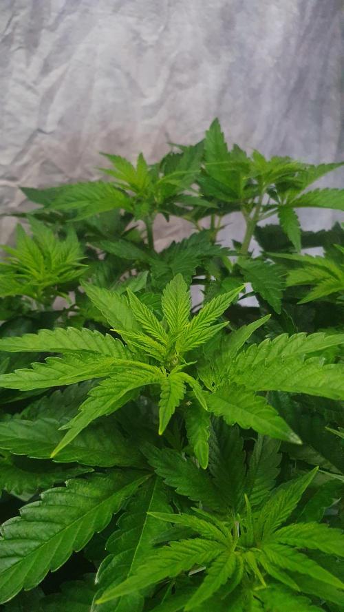Sticky Brokkoli Zamnesia Eternity Cup. Week 6
