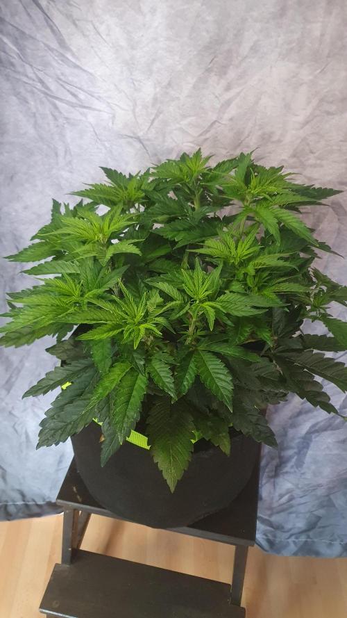 Sticky Brokkoli Zamnesia Eternity Cup. Week 6