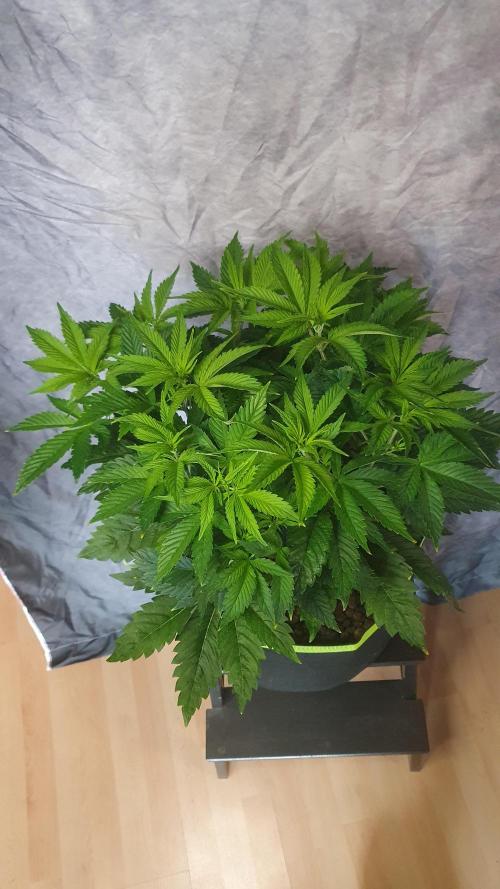 Sticky Brokkoli Zamnesia Eternity Cup. Week 6