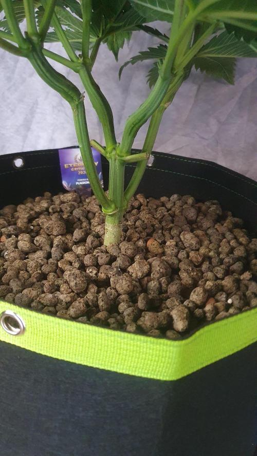 Sticky Brokkoli Zamnesia Eternity Cup. Week 6