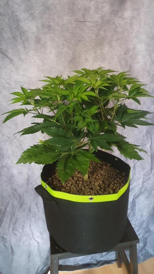 Sticky Brokkoli Zamnesia Eternity Cup. Week 6