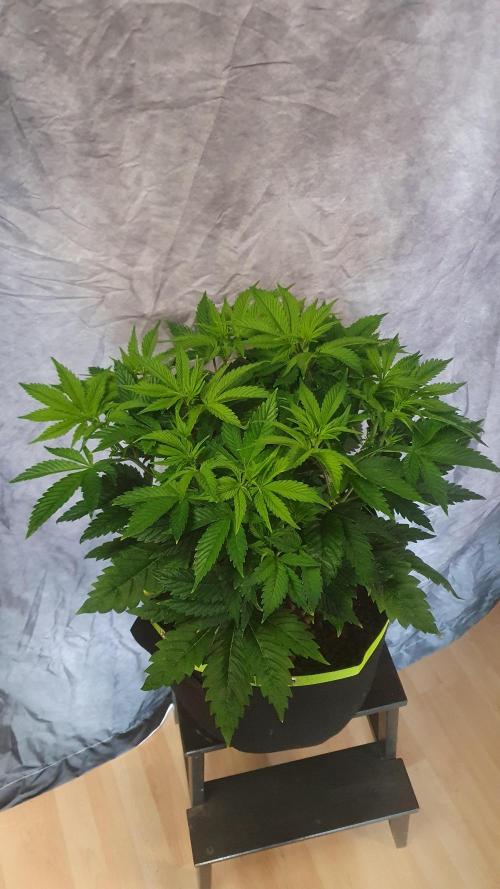 Sticky Brokkoli Zamnesia Eternity Cup. Week 6