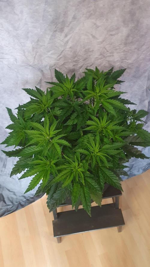 Sticky Brokkoli Zamnesia Eternity Cup. Week 6