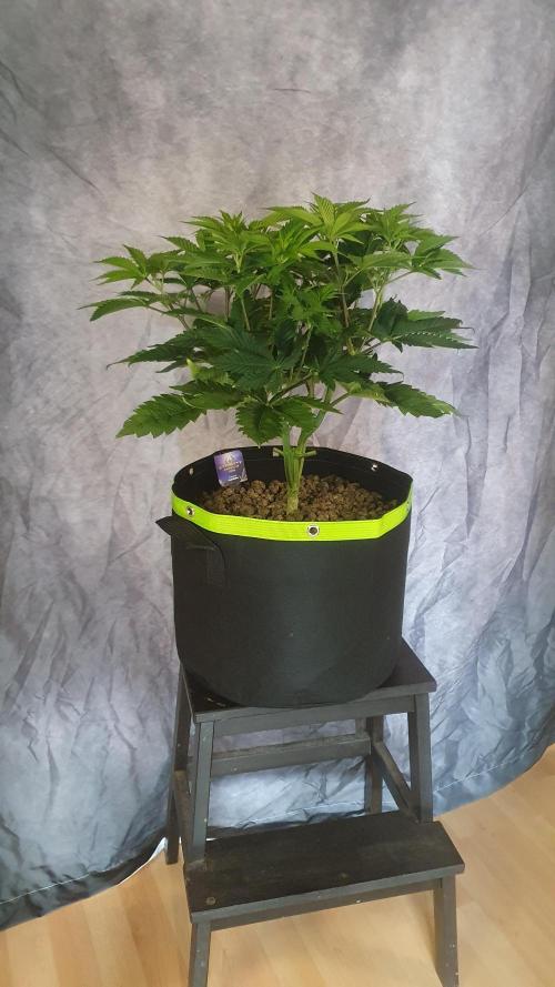 Sticky Brokkoli Zamnesia Eternity Cup. Week 6