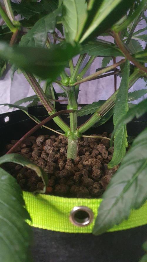 Blue Zushi Dutch Passion. Week 6