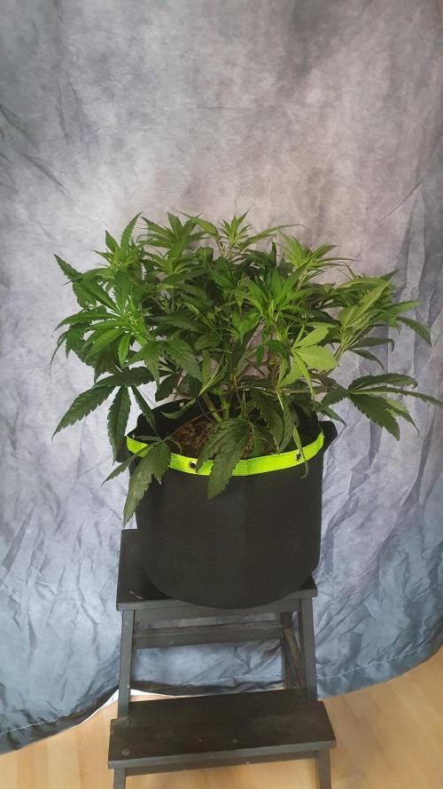 Blue Zushi Dutch Passion. Week 6