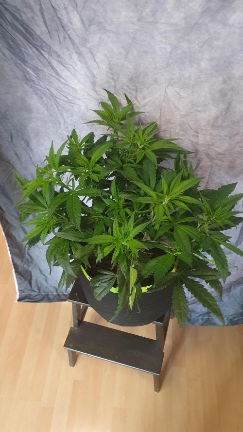Blue Zushi Dutch Passion. Week 6