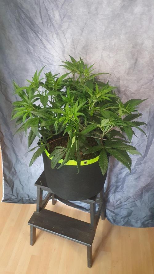 Blue Zushi Dutch Passion. Week 6
