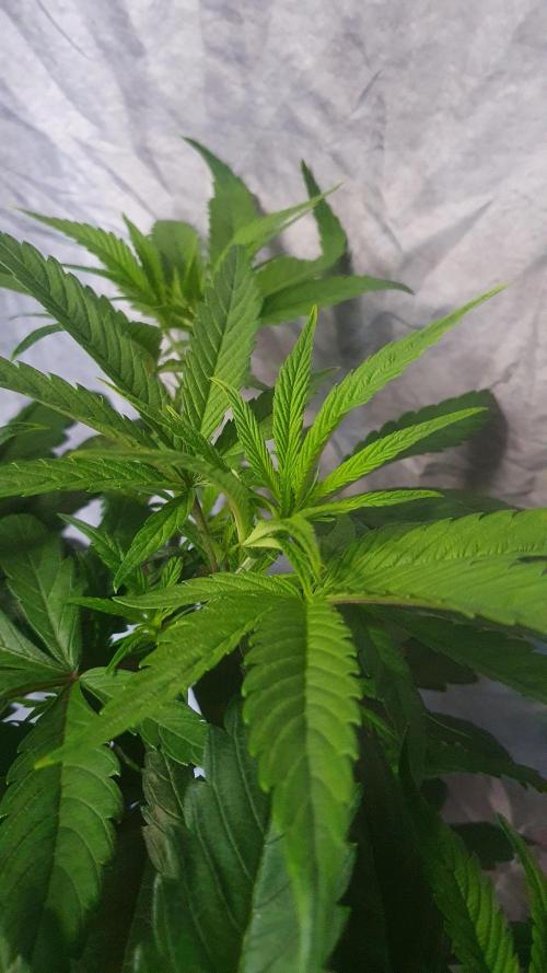 Blue Zushi Dutch Passion. Week 6