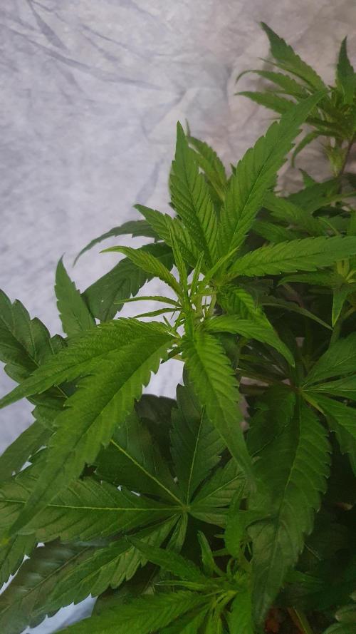 Blue Zushi Dutch Passion. Week 6