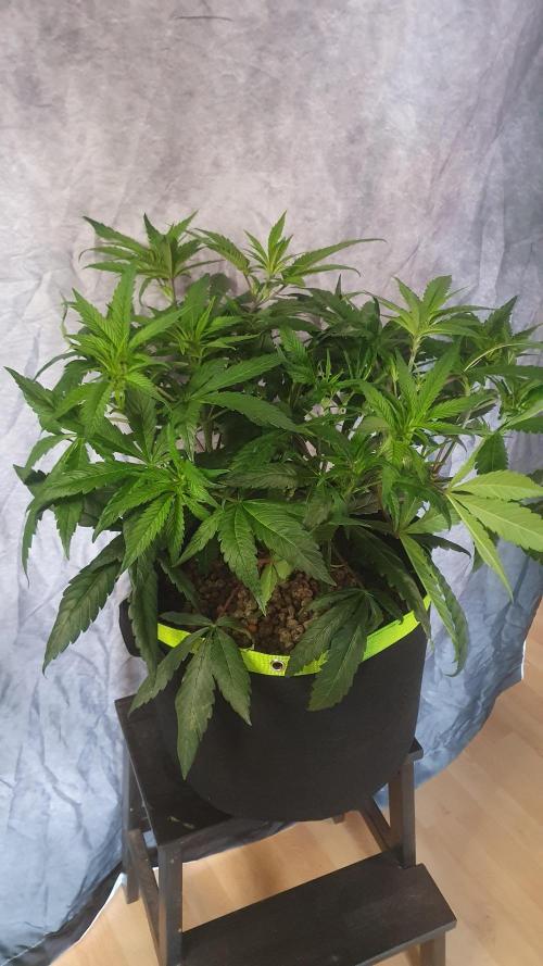 Blue Zushi Dutch Passion. Week 6