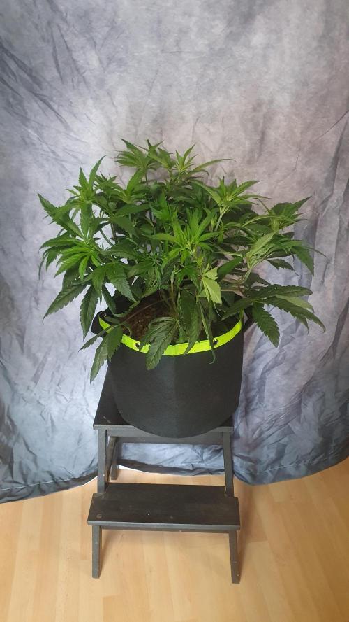 Blue Zushi Dutch Passion. Week 6