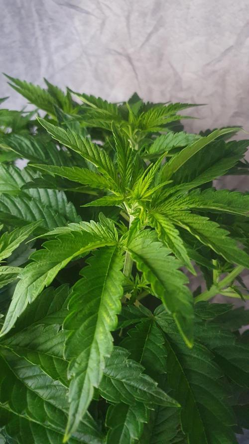 Slurricane Zamnesia. Week 6