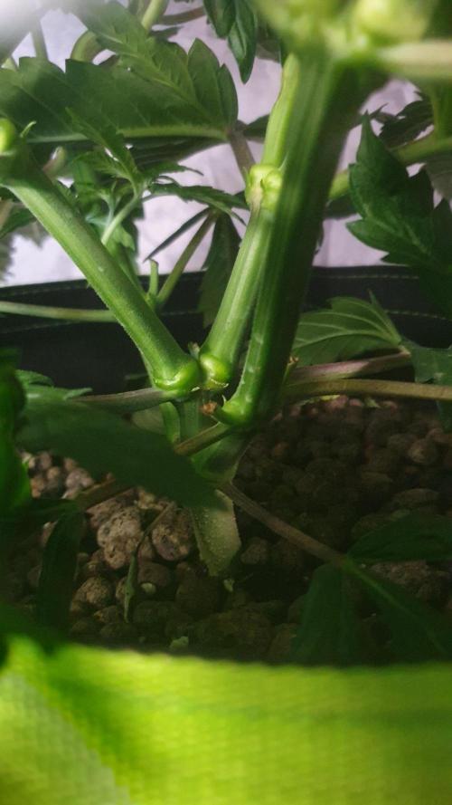 Slurricane Zamnesia. Week 6
