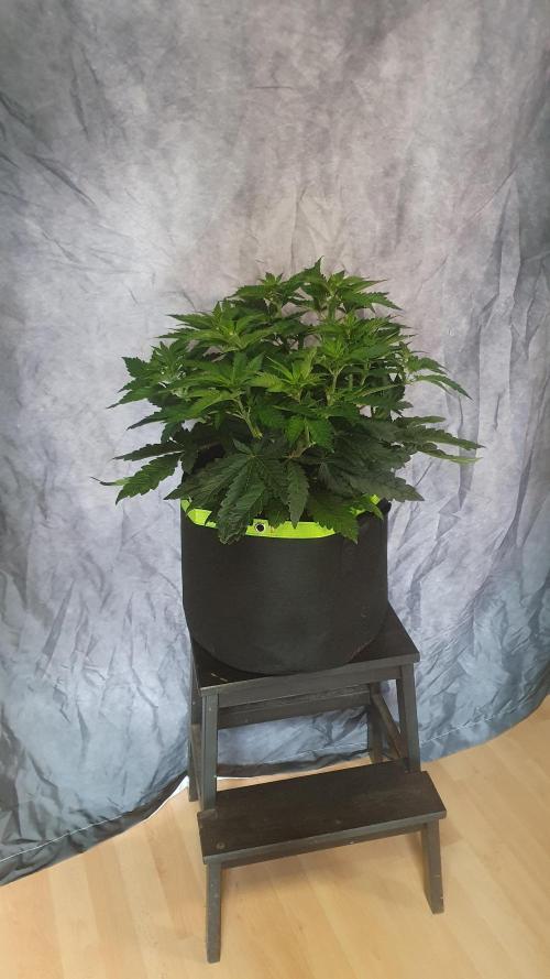 Slurricane Zamnesia. Week 6