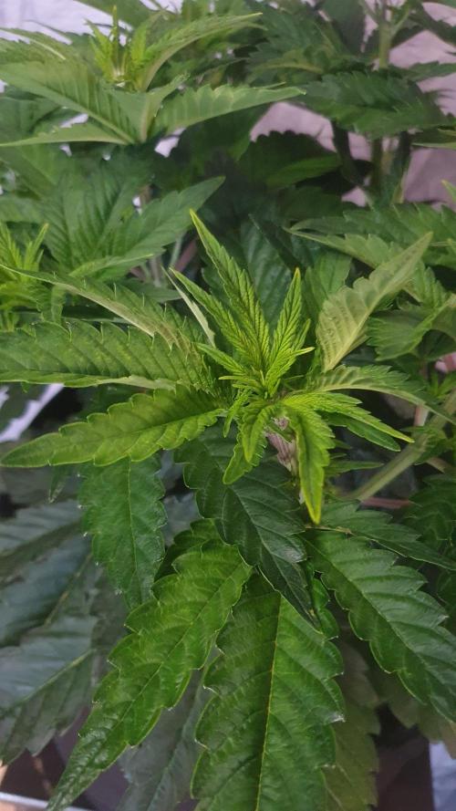 Slurricane Zamnesia. Week 6