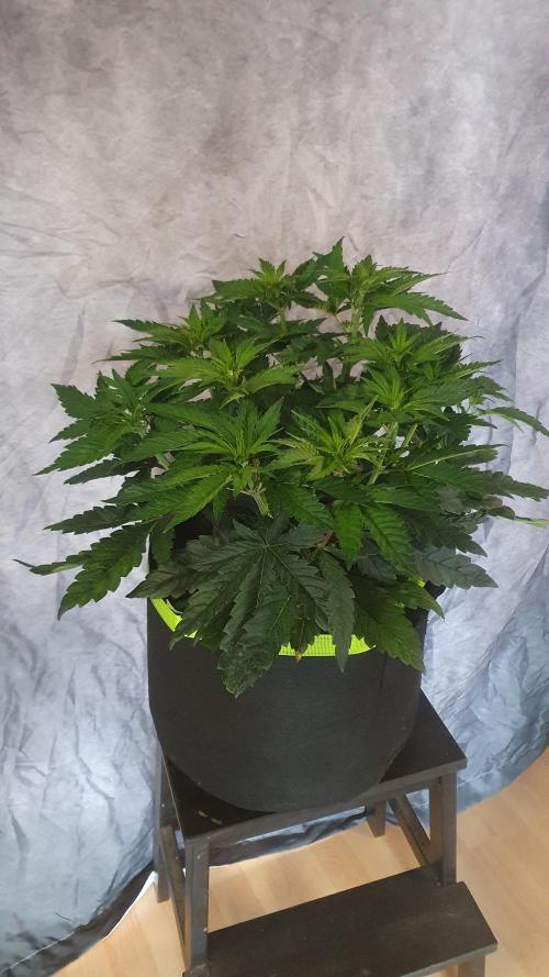 Slurricane Zamnesia. Week 6