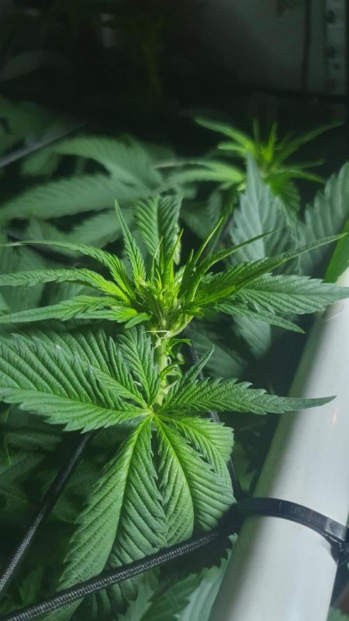 Sticky Brokkoli Zamnesia Eternity Cup. Week 7