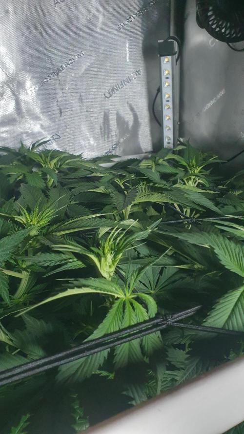 Sticky Brokkoli Zamnesia Eternity Cup. Week 7
