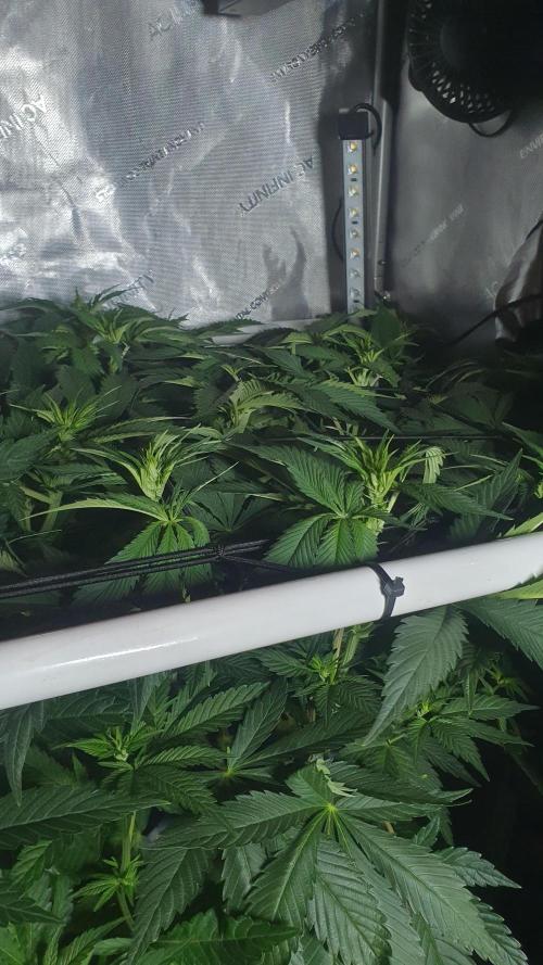 Sticky Brokkoli Zamnesia Eternity Cup. Week 7