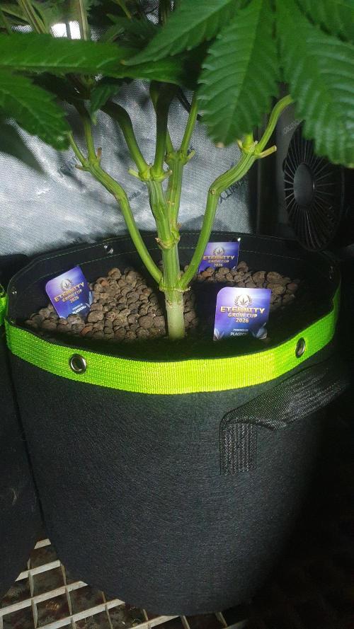 Sticky Brokkoli Zamnesia Eternity Cup. Week 7