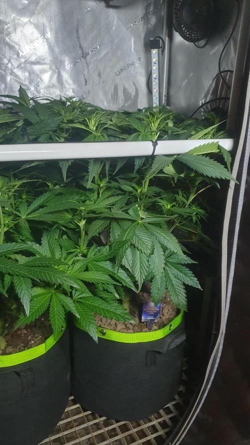 Sticky Brokkoli Zamnesia Eternity Cup. Week 7