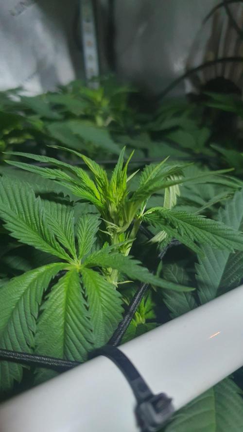 Sticky Brokkoli Zamnesia Eternity Cup. Week 7