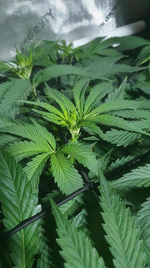 Sticky Brokkoli Zamnesia Eternity Cup. Week 7